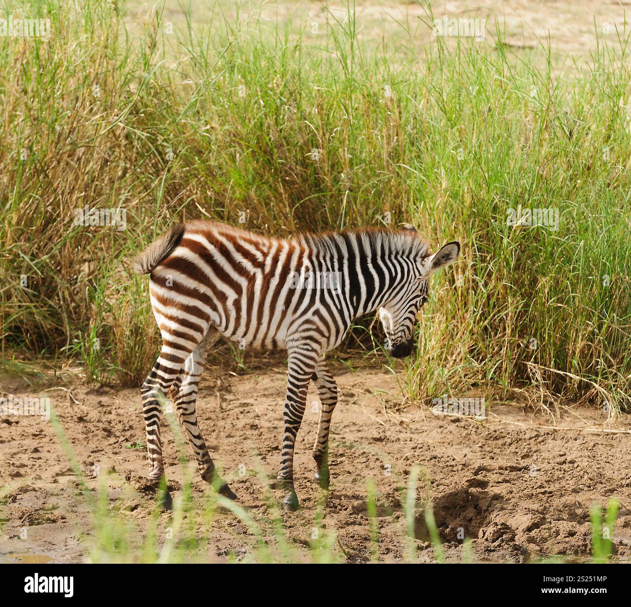 Nahaufnahme von Burchell's Zebra oder Boehms Zebra (Wissenschaftlicher Name: Equus burchelli, unterart Equus burchelli boehmi oder "punda Milia'in Swaheli) Bild t Stockfoto