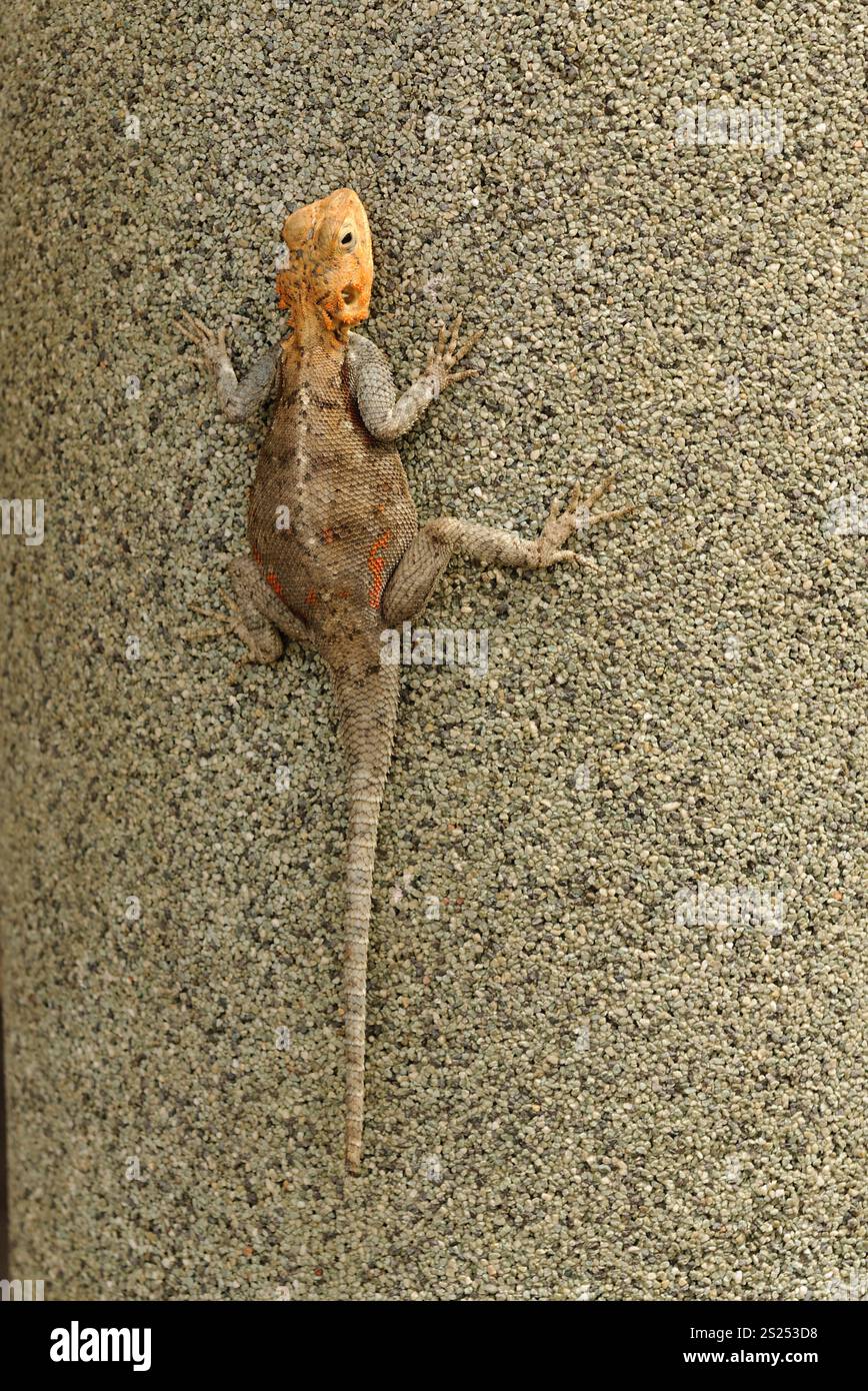 Weibliche Agameidechse (Agama Agama), die sich zum Aufwärmen sonnt Stockfoto