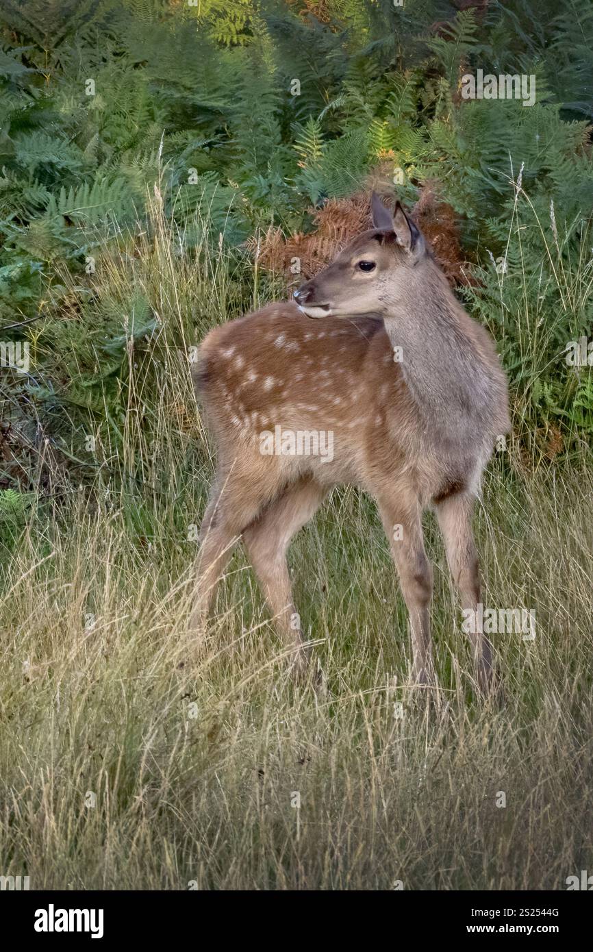 Junger europäischer Damhirsch, der sich mit Interesse umsieht Stockfoto