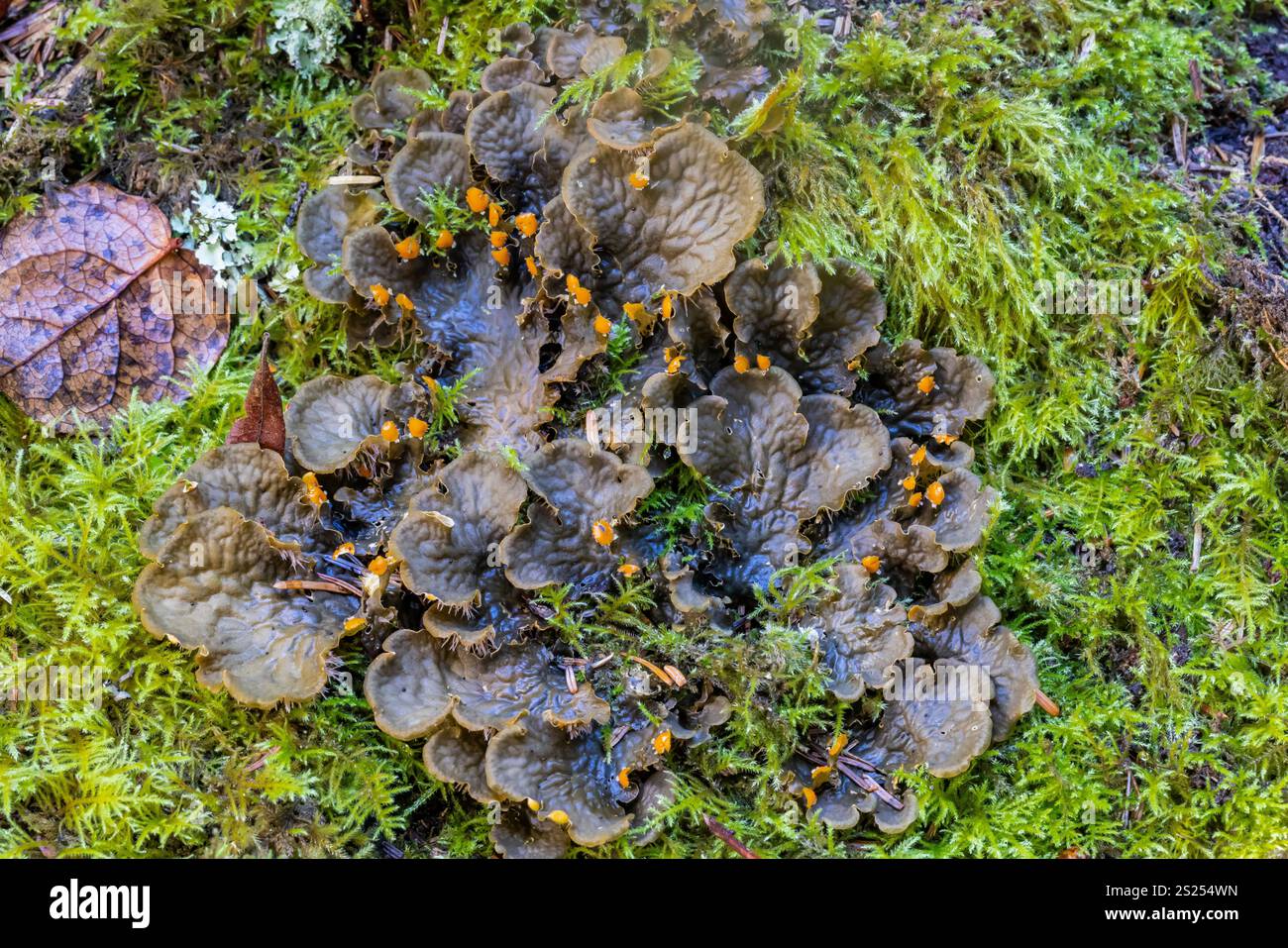 Peltigera membranacea, Membranous Dog-Flechte, auf dem Waldboden im Cape Desappointment State Park, Washington State, USA Stockfoto