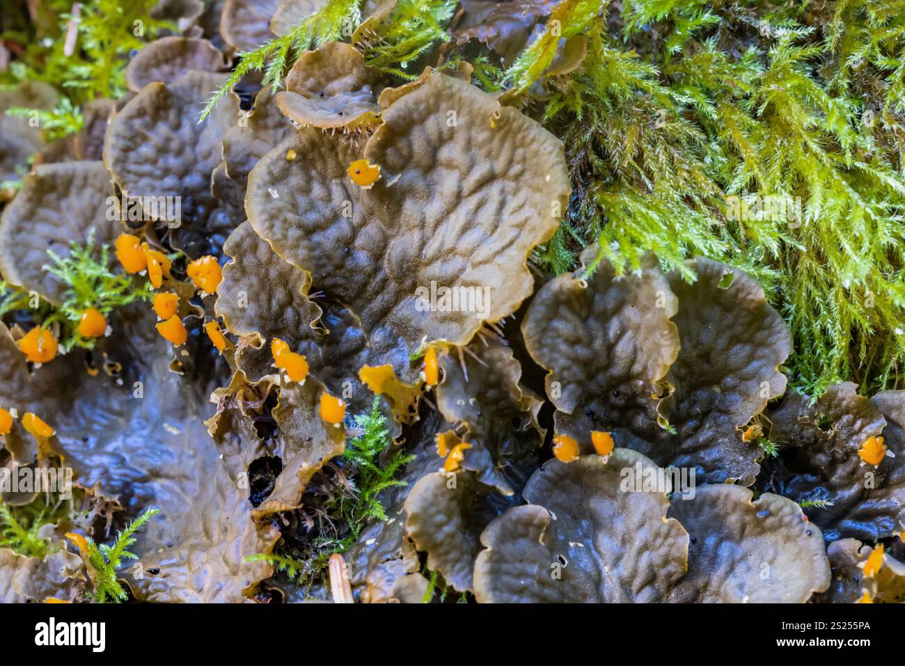 Peltigera membranacea, Membranous Dog-Flechte, auf dem Waldboden im Cape Desappointment State Park, Washington State, USA Stockfoto