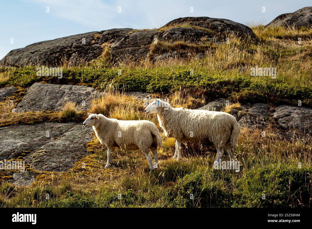 Zwei flauschige Schafe weiden frei auf einem üppigen Hügel mit Felsen. Das warme Sonnenlicht beleuchtet das grüne Gras und felsiges Gelände Stockfoto