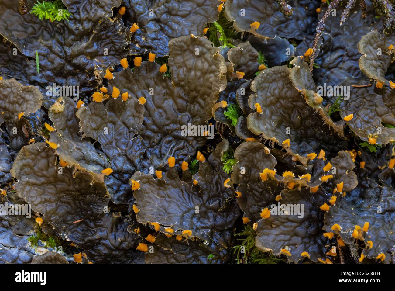 Peltigera membranacea, Membranous Dog-Flechte, auf dem Waldboden im Cape Desappointment State Park, Washington State, USA Stockfoto