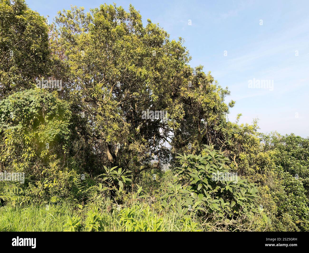Mgahinga Gorilla National Park, Virunga Mountains, Kisoro District, Republik Uganda, Ostafrika Stockfoto
