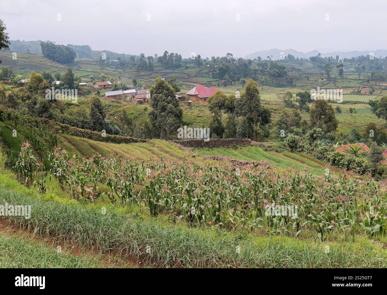 Mgahinga Gorilla National Park, Virunga Mountains, Kisoro District, Republik Uganda, Ostafrika Stockfoto