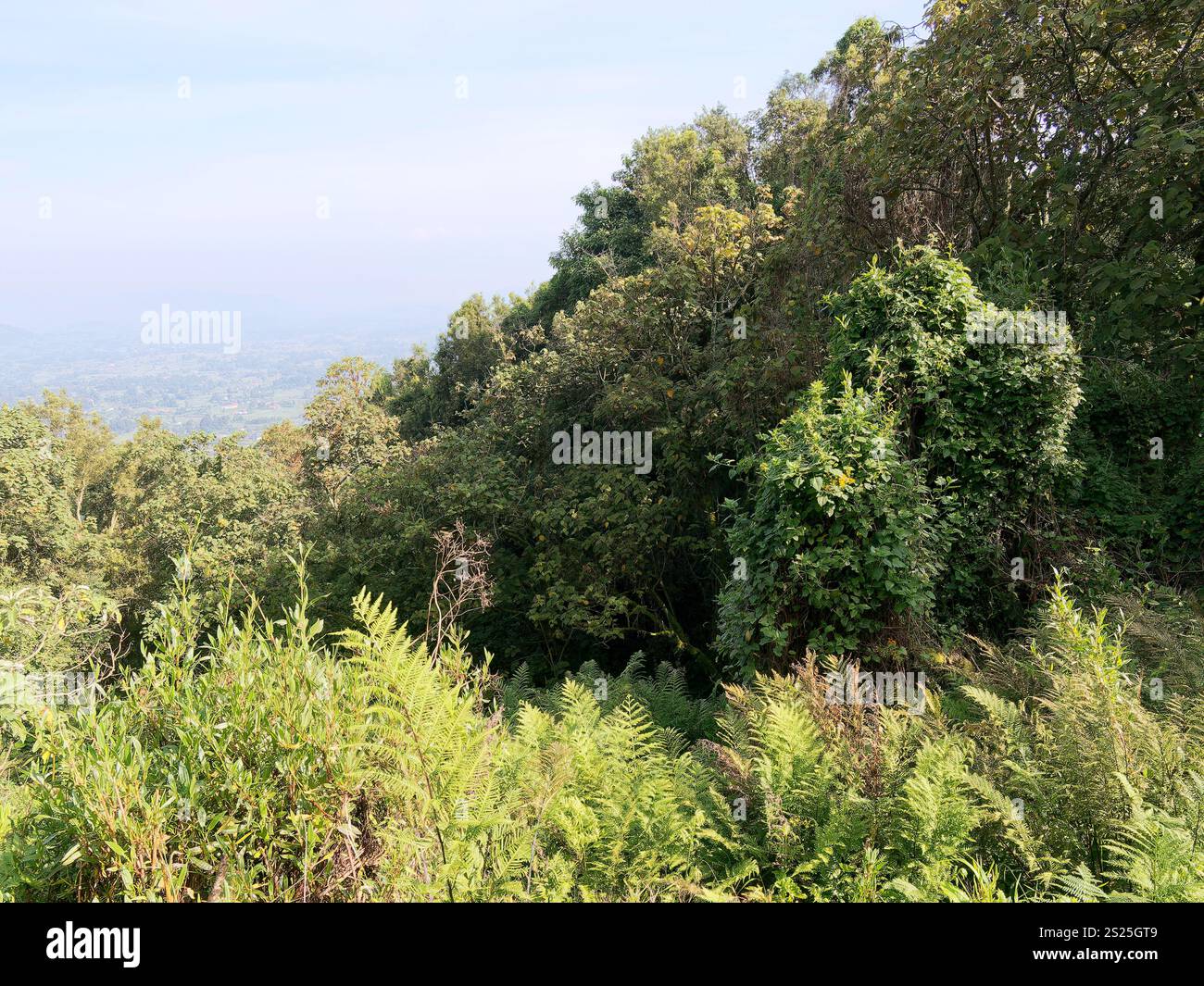 Mgahinga Gorilla National Park, Virunga Mountains, Kisoro District, Republik Uganda, Ostafrika Stockfoto