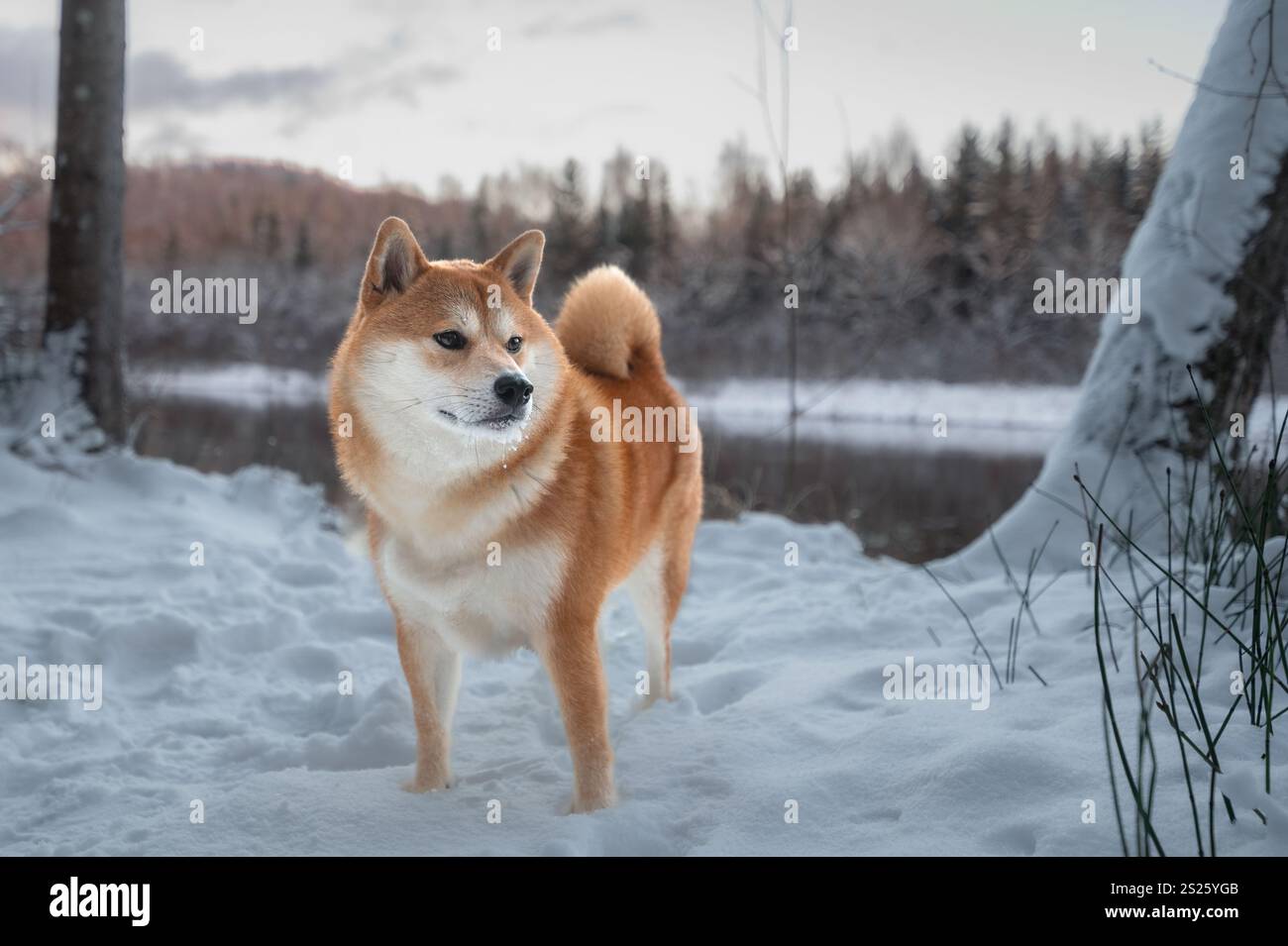 Shiba Inu steht an einem Wintertag in den verschneiten Kosten des Flusses Gauja in Lettland Stockfoto