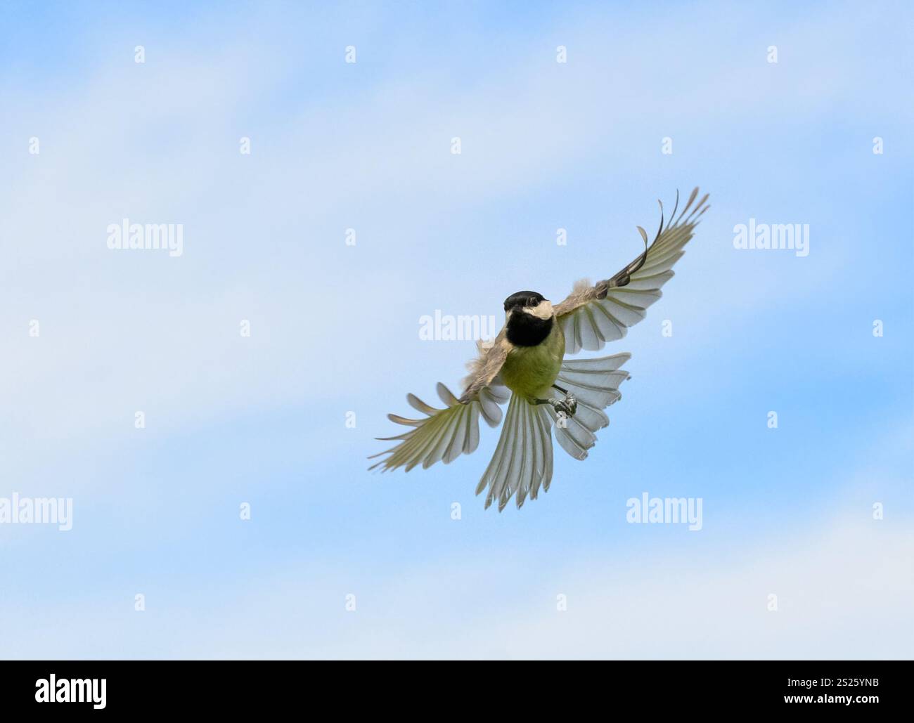 Frontalansicht eines Carolina Chickadee im Flug, mit Flügeln und Schwanz ausgebreitet, mit teilweise bewölktem Himmel Hintergrund Stockfoto