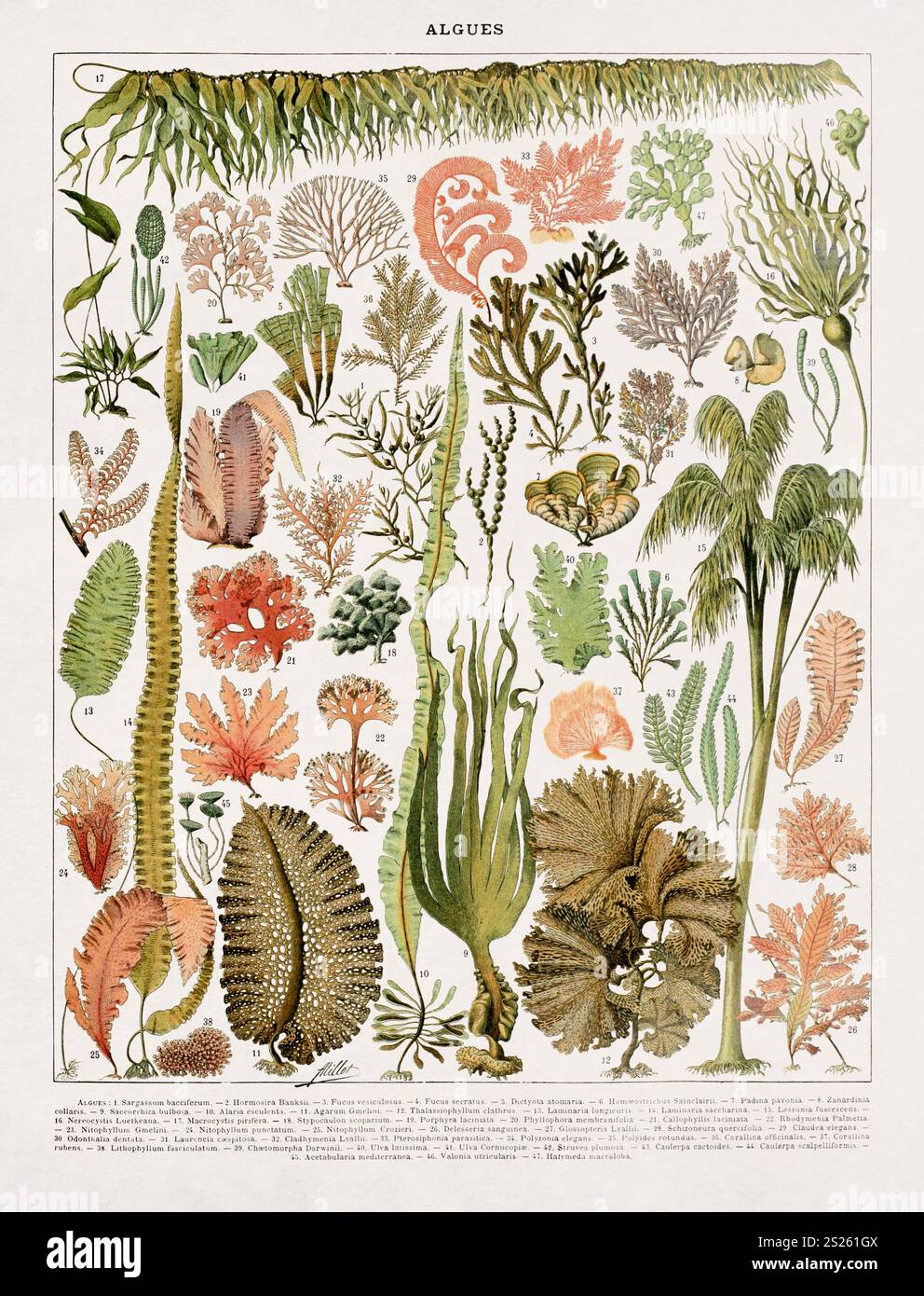 Illustration über Algen von Adolphe Philippe Millot, gedruckt in einem französischen Wörterbuch Ende des 19. Jahrhunderts. Stockfoto