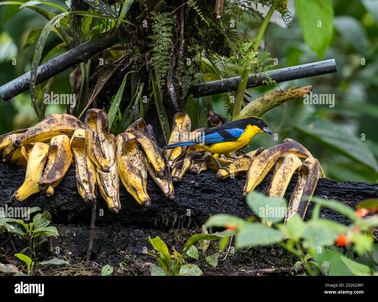 Blaugeflügelter Bergtanager (Anisognathus somptuosus) ernährt sich von Kochbananen, Mindo-Nebelwald, Ecuador, Südamerika Stockfoto