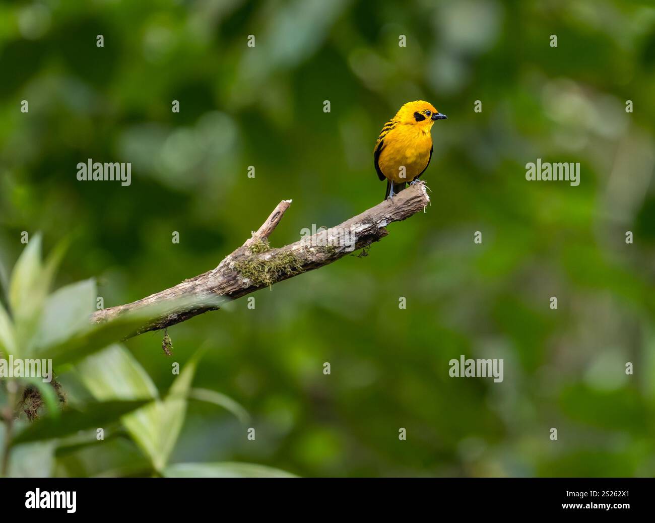 Goldener Tanager (Tangara arthus) auf Ästen, Mindo Nebelwald, Ecuador, Südamerika Stockfoto