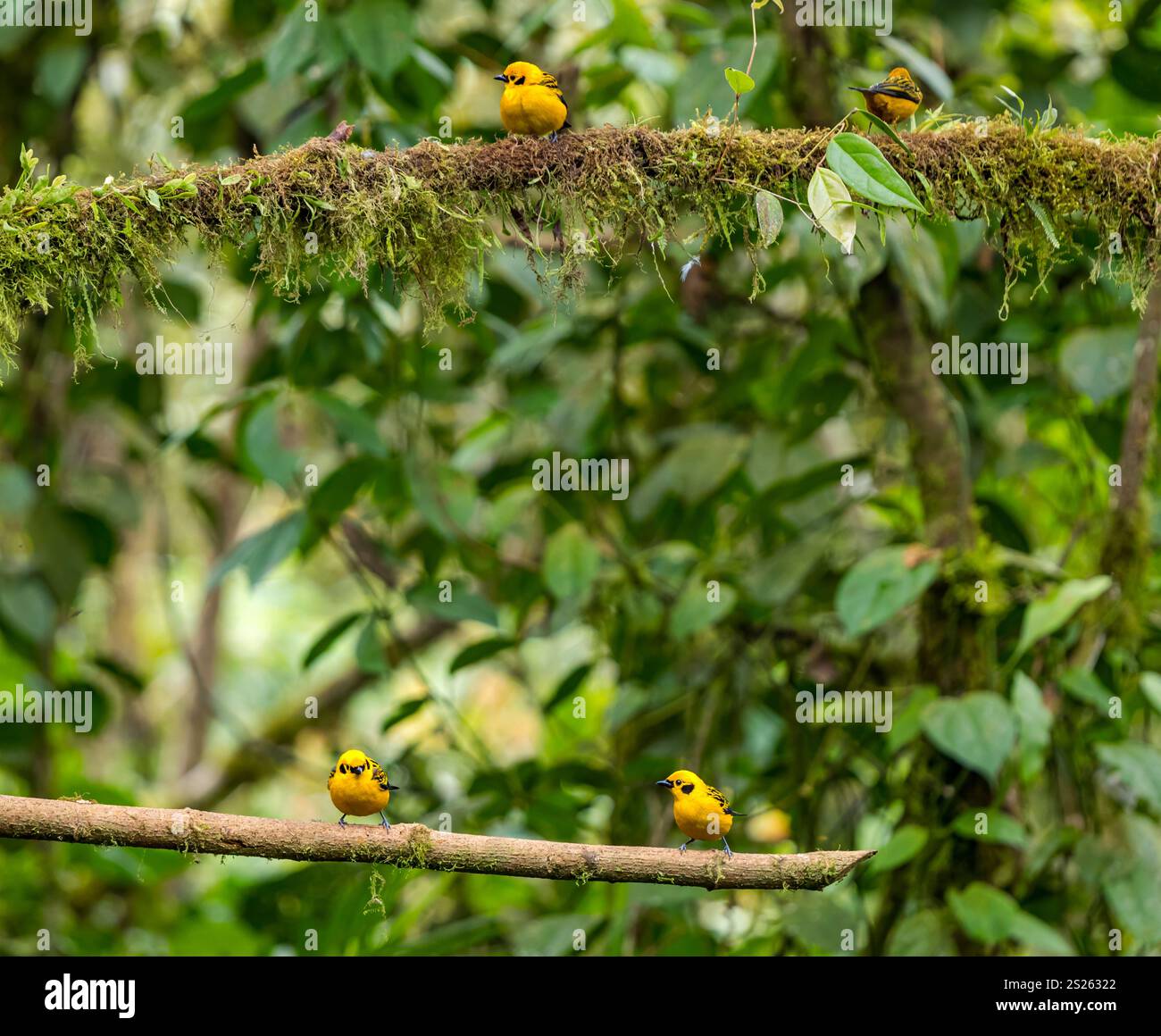 Goldene Tanagern (Tangara arthus) auf Ästen, Mindo Nebelwald, Ecuador, Südamerika Stockfoto