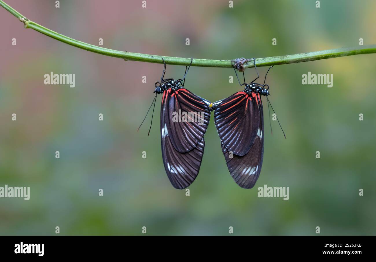 Heliconius-Schmetterlinge hängen an Zweigen, Mindo-Nebelwald, Ecuador, Südamerika Stockfoto