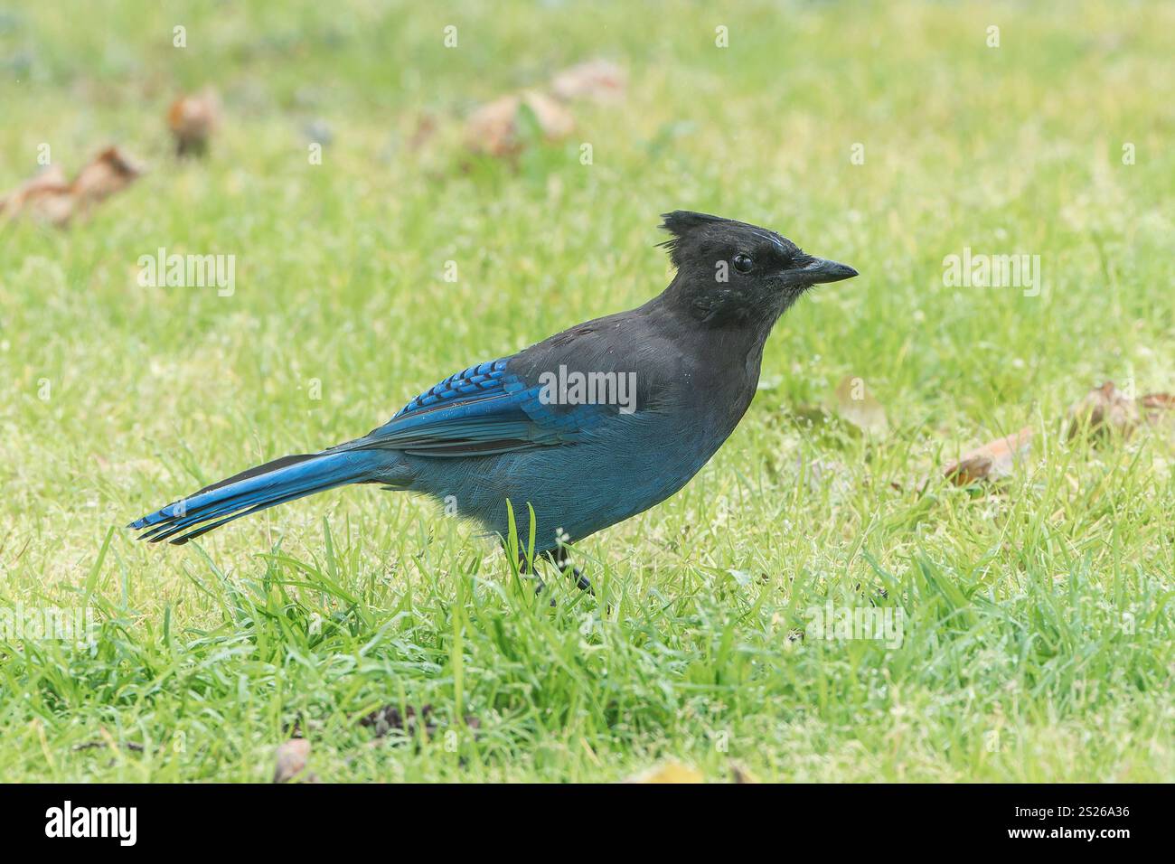 Steller's Jay, Cyanocitta Steller, alleinstehender Erwachsener stehend auf Gras, Valdez, Alaska, USA, 16. August 2023 Stockfoto