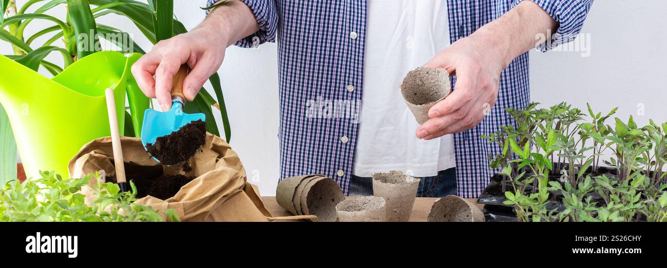 Ein Mann pflanzt junge Tomaten- und Paprikensetzlinge in Öko-Töpfe um, pflanzt Setzlinge aus Plastikbehältern in Torftöpfe, Prepa Stockfoto