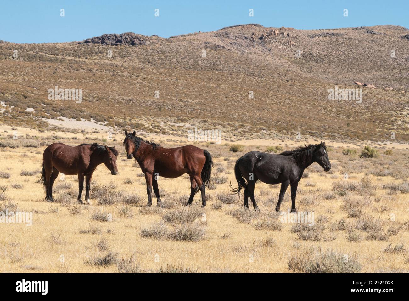 Wild Horse, Mustangs, American West, Kalifornien Stockfoto