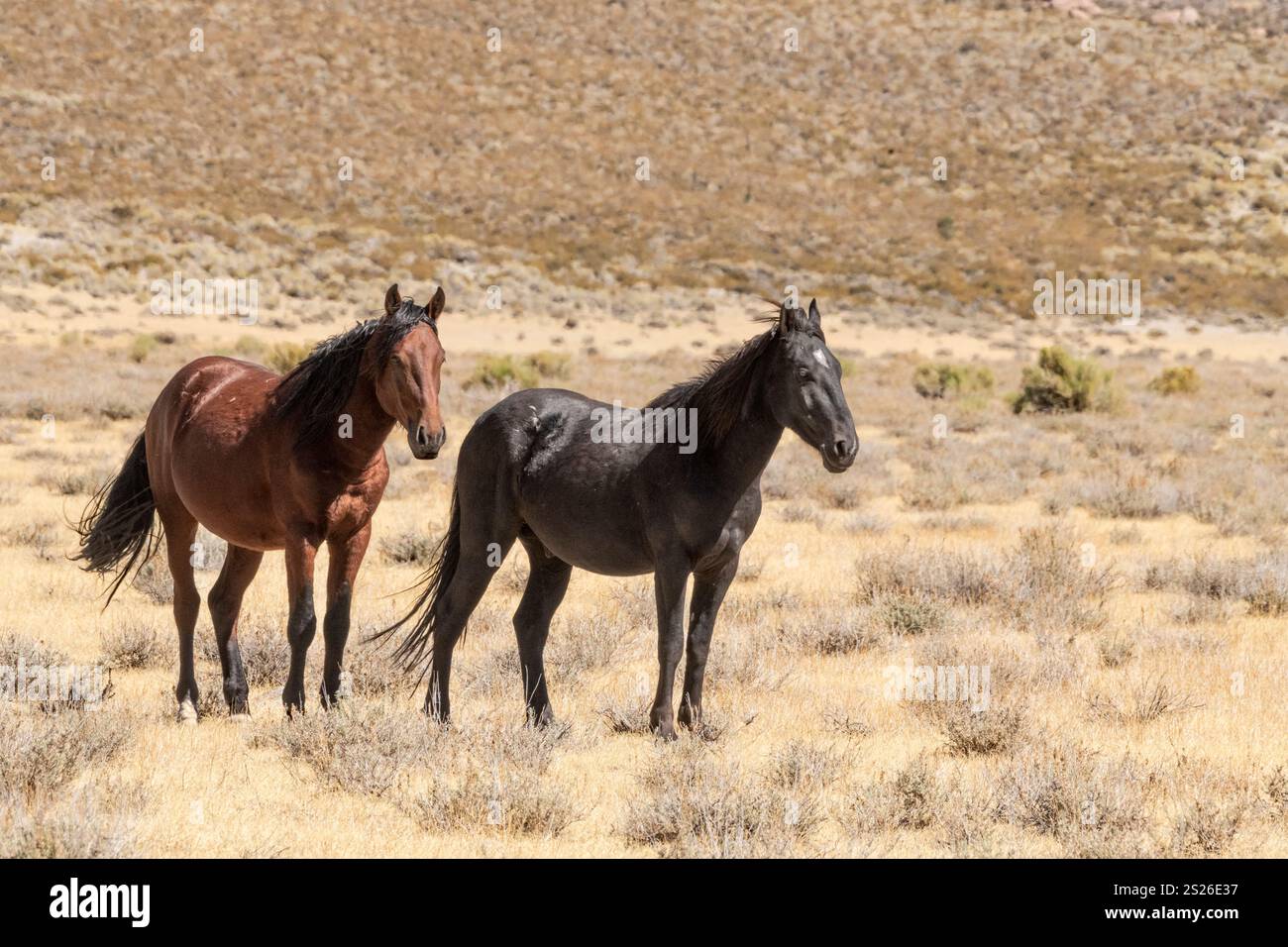 Wild Horse, Mustangs, American West, Kalifornien Stockfoto