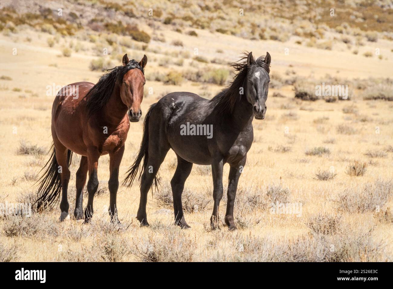 Wild Horse, Mustangs, American West, Kalifornien Stockfoto