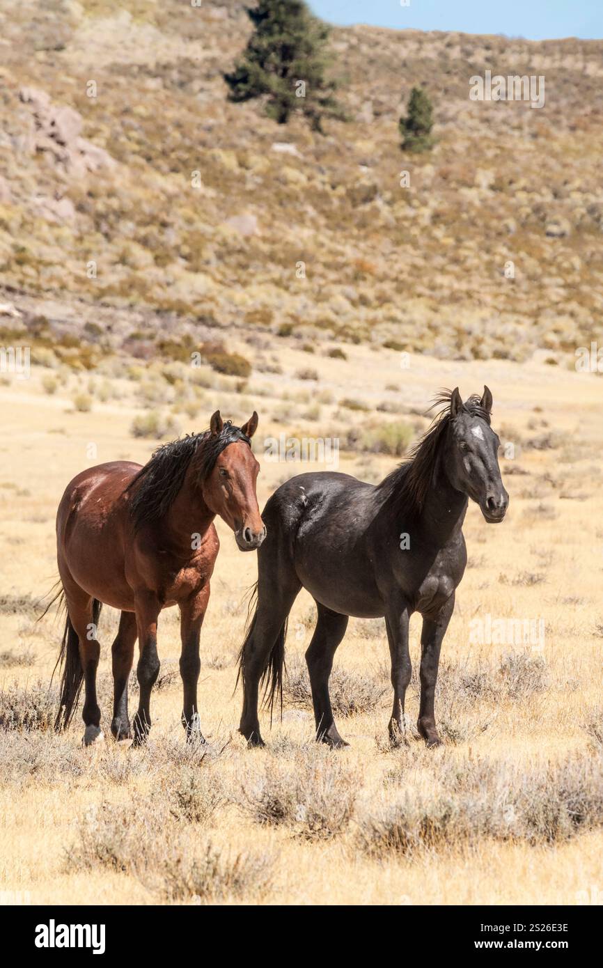 Wild Horse, Mustangs, American West, Kalifornien Stockfoto