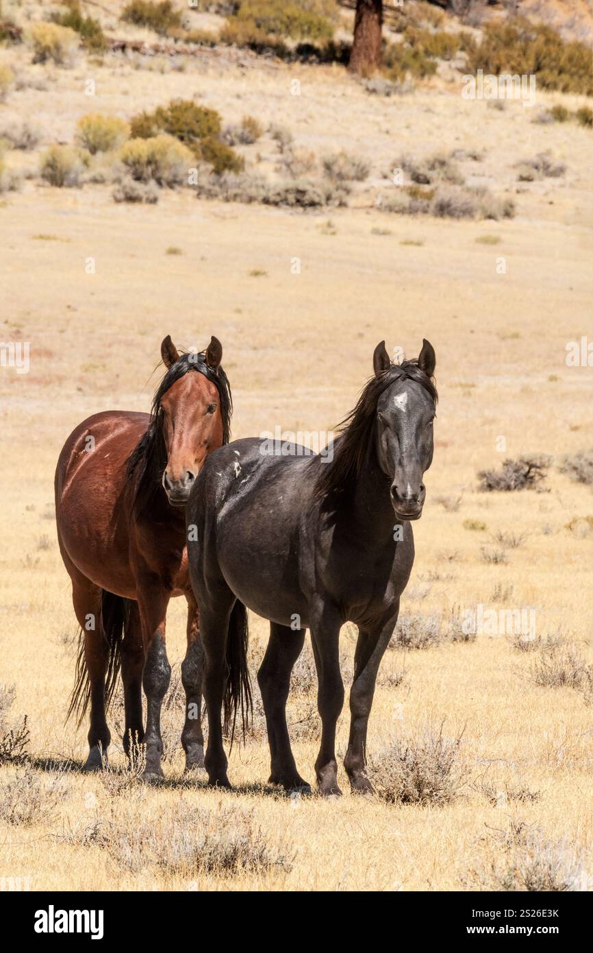 Wild Horse, Mustangs, American West, Kalifornien Stockfoto
