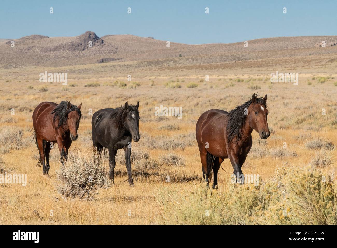 Wild Horse, Mustangs, American West, Kalifornien Stockfoto