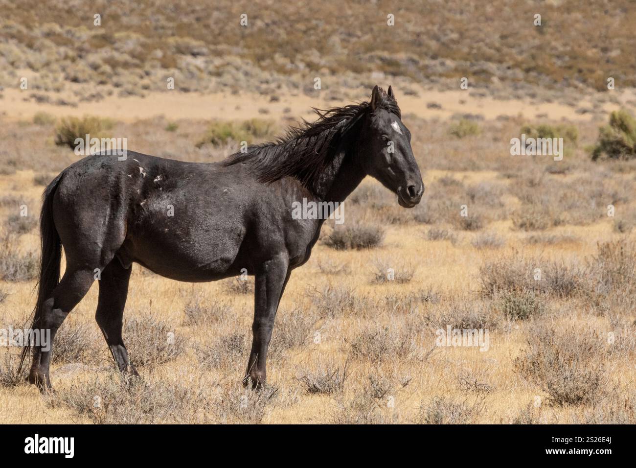 Wild Horse, Mustangs, American West, Kalifornien Stockfoto