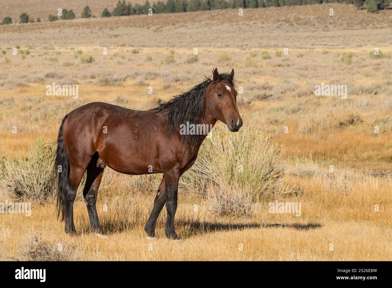Wild Horse, Mustangs, American West, Kalifornien Stockfoto