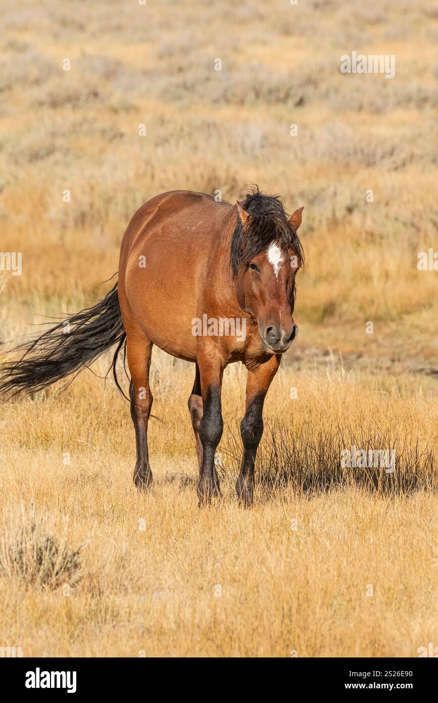 Wild Horse, Mustangs, American West, Kalifornien Stockfoto