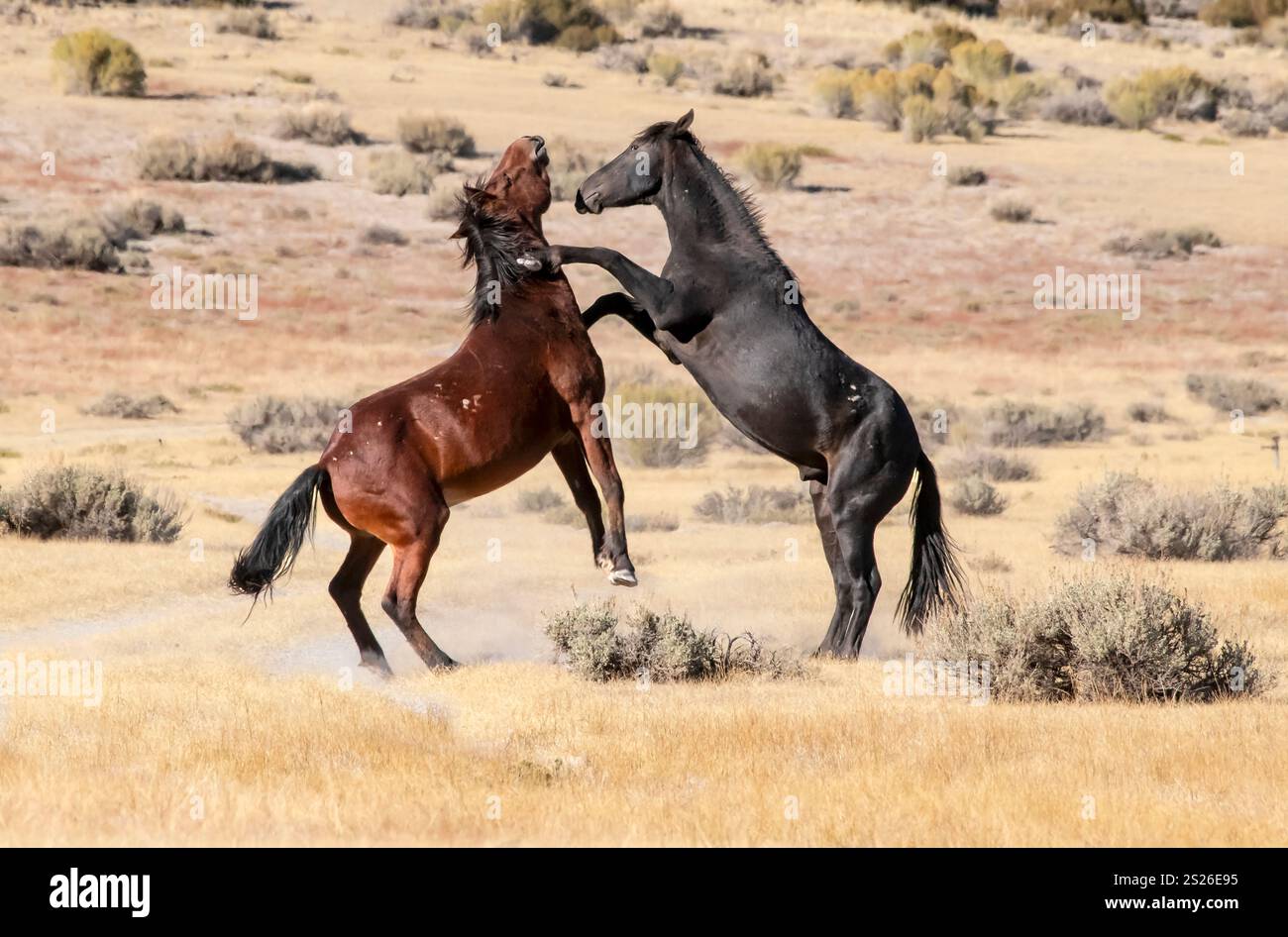 Wild Horse, Mustangs, American West, Kalifornien Stockfoto