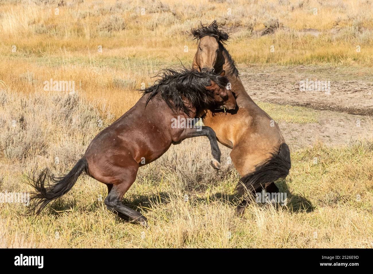 Wild Horse, Mustangs, American West, Kalifornien Stockfoto