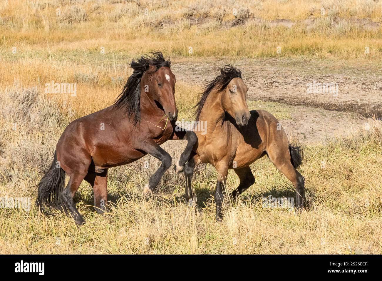 Wild Horse, Mustangs, American West, Kalifornien Stockfoto
