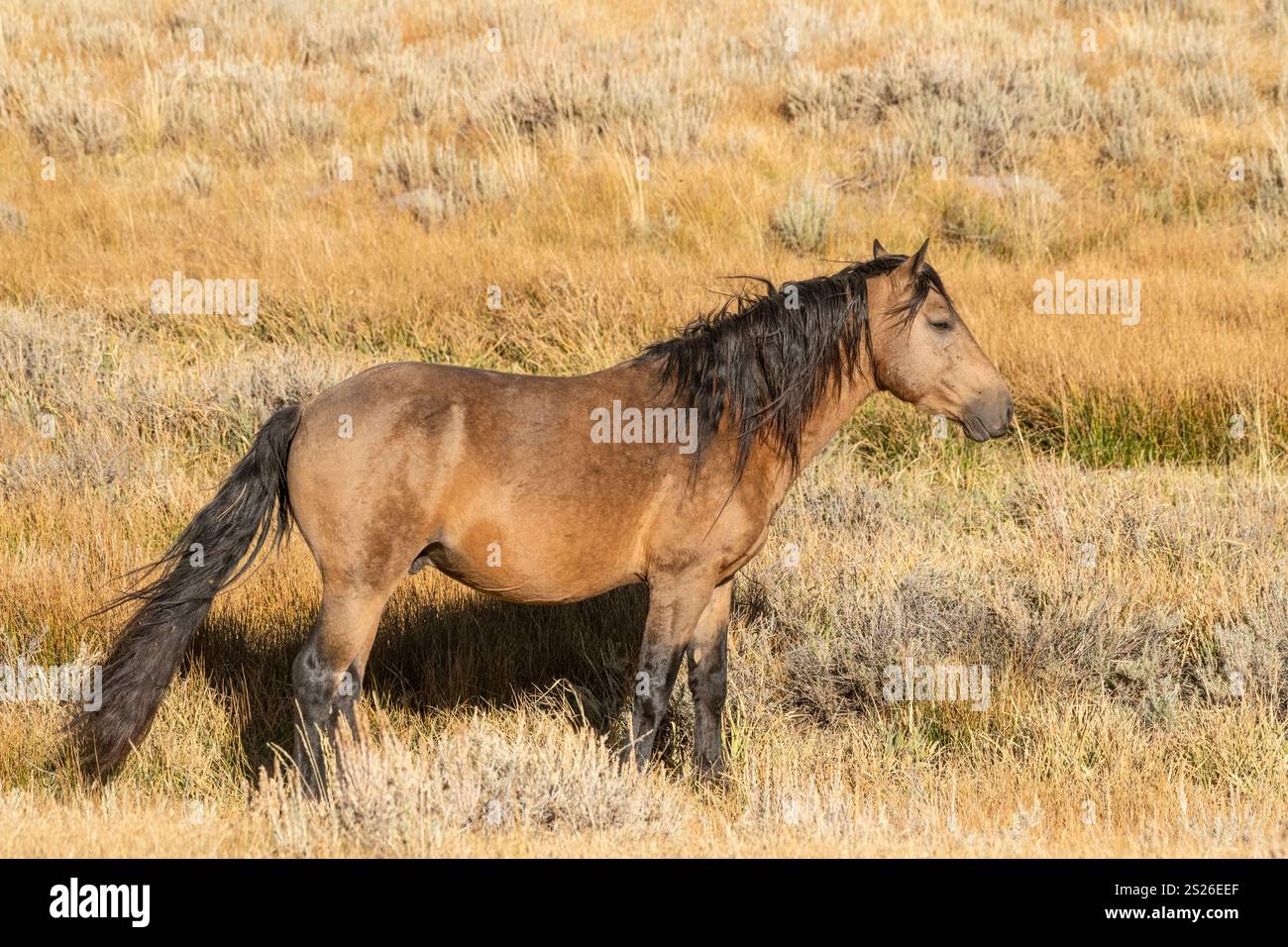 Wild Horse, Mustangs, American West, Kalifornien Stockfoto