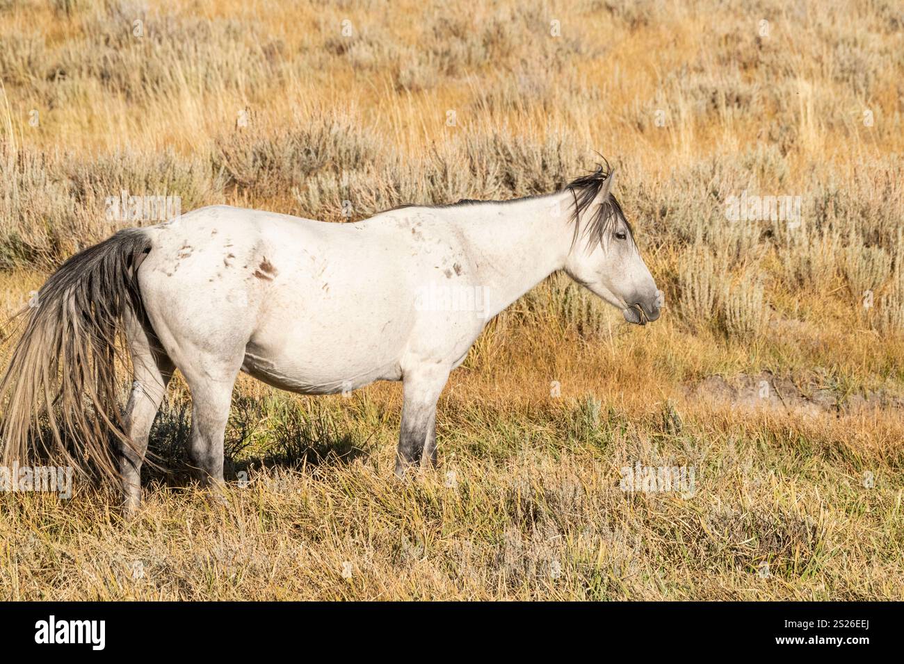 Wild Horse, Mustangs, American West, Kalifornien Stockfoto
