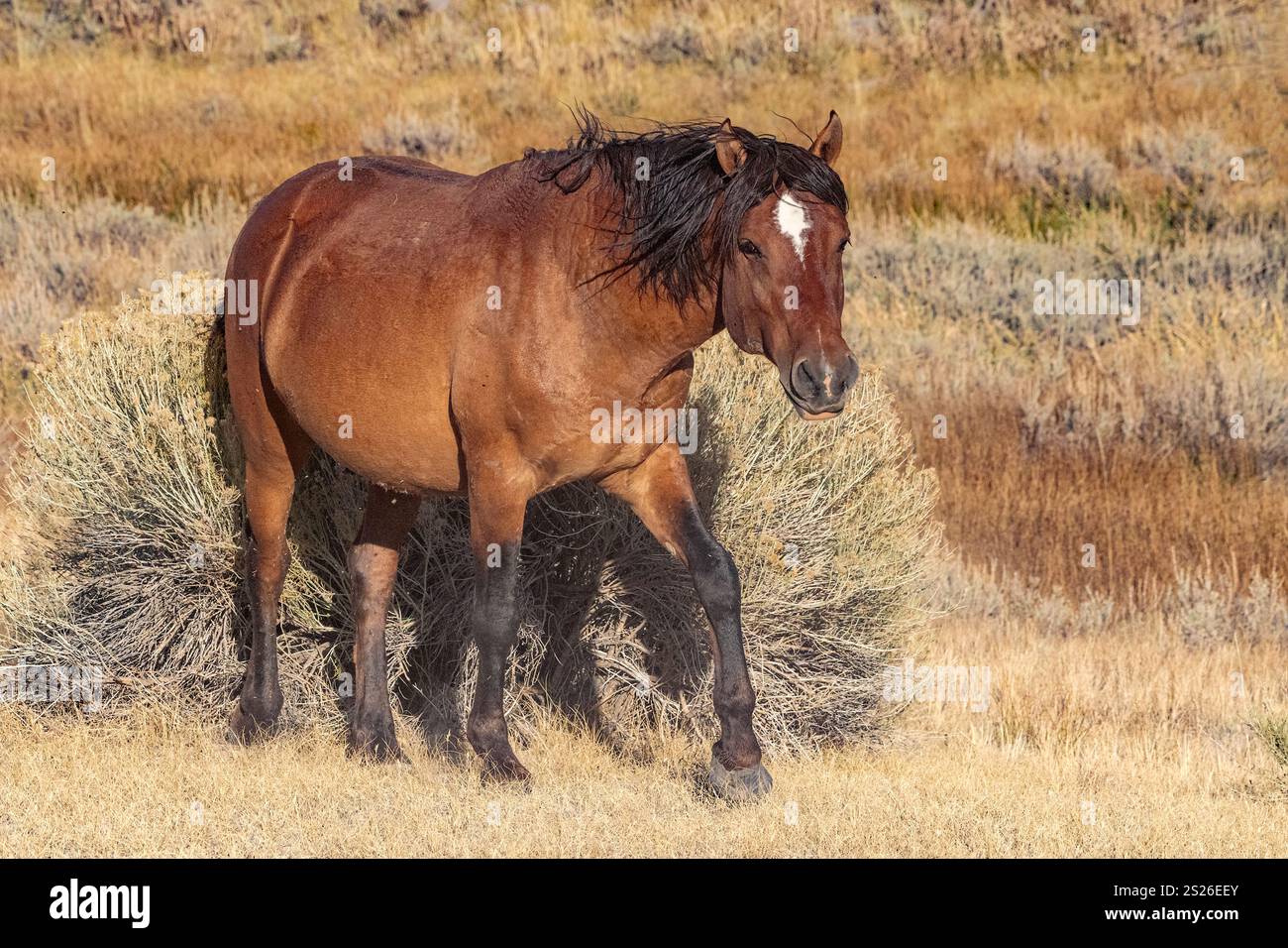 Wild Horse, Mustangs, American West, Kalifornien Stockfoto
