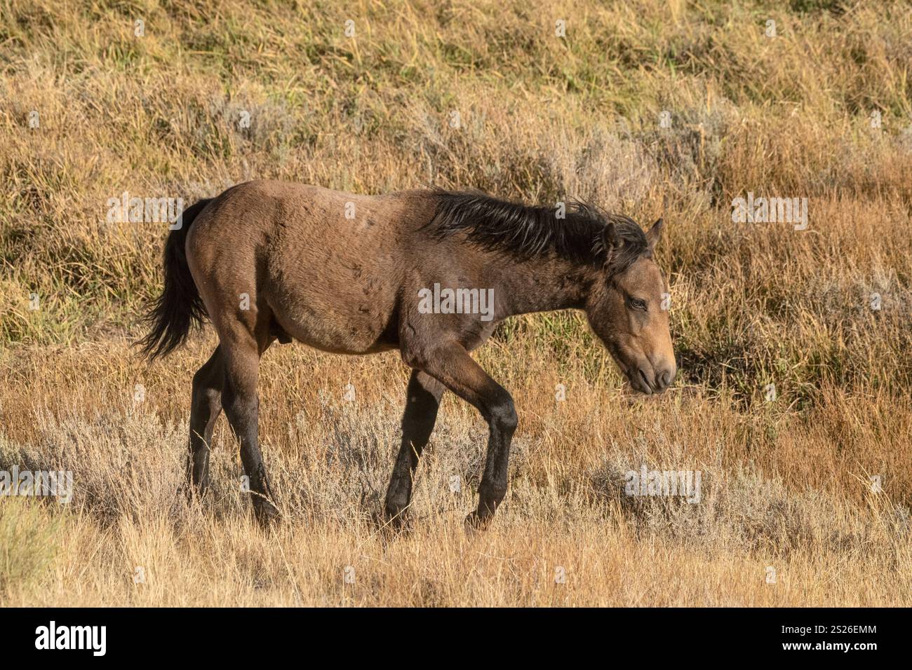 Wild Horse, Mustangs, American West, Kalifornien Stockfoto