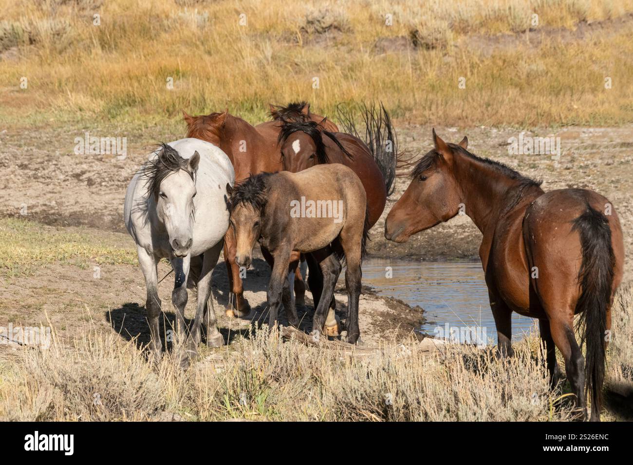 Wild Horse, Mustangs, American West, Kalifornien Stockfoto