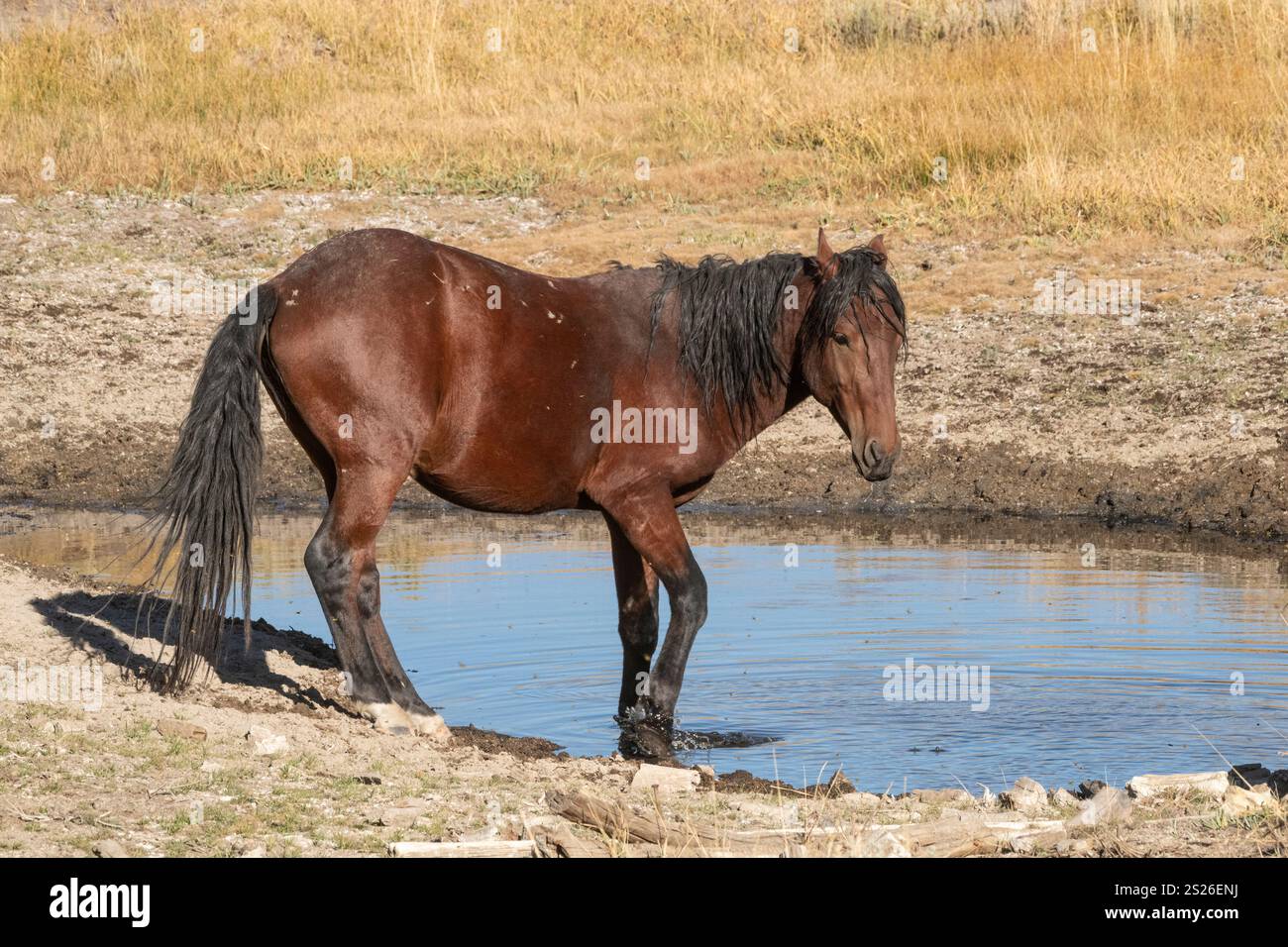 Wild Horse, Mustangs, American West, Kalifornien Stockfoto