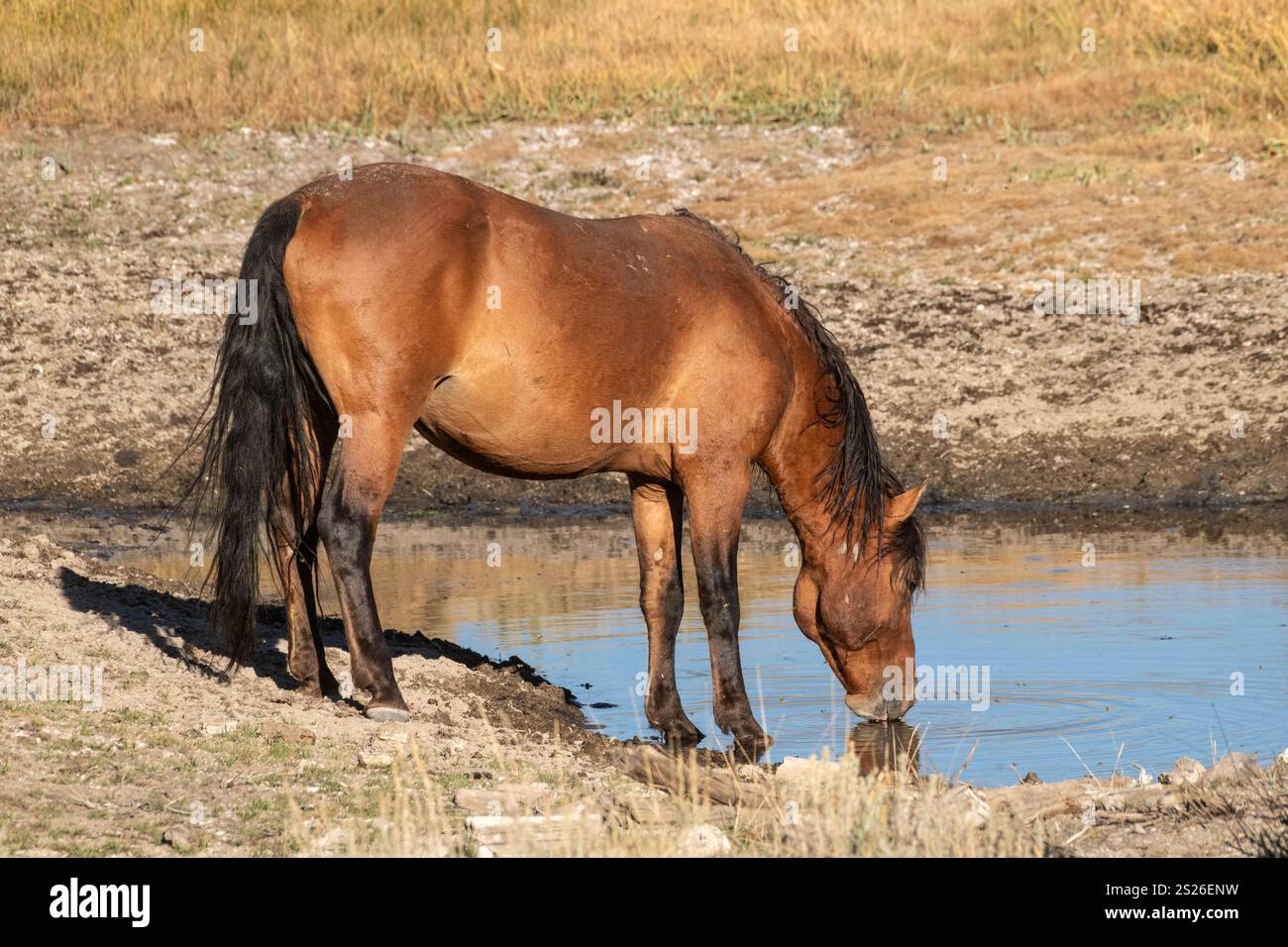 Wild Horse, Mustangs, American West, Kalifornien Stockfoto