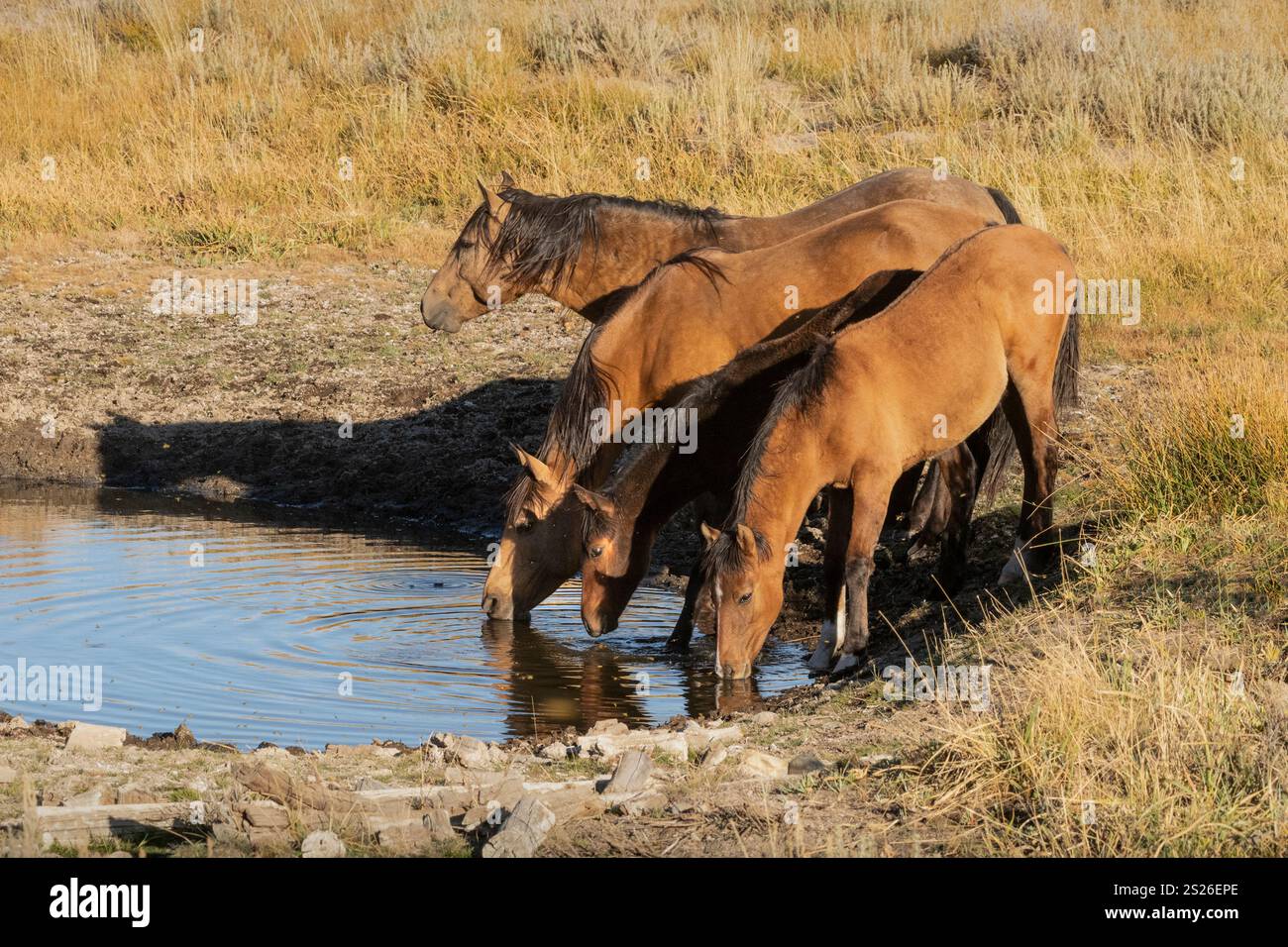 Wild Horse, Mustangs, American West, Kalifornien Stockfoto