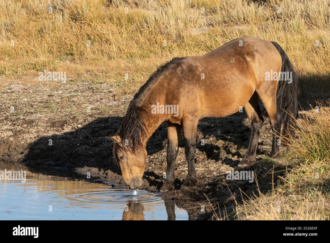 Wild Horse, Mustangs, American West, Kalifornien Stockfoto