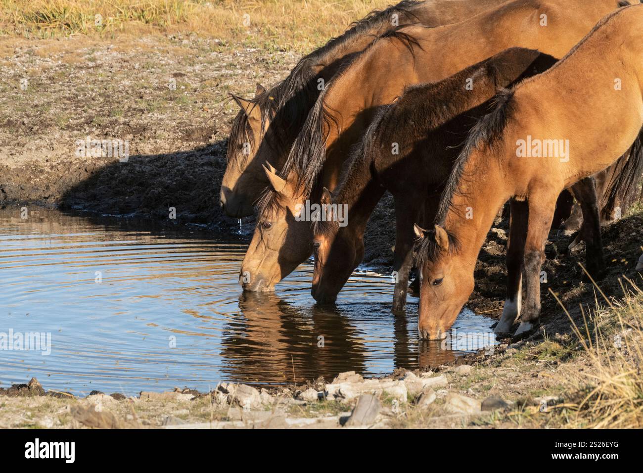 Wild Horse, Mustangs, American West, Kalifornien Stockfoto