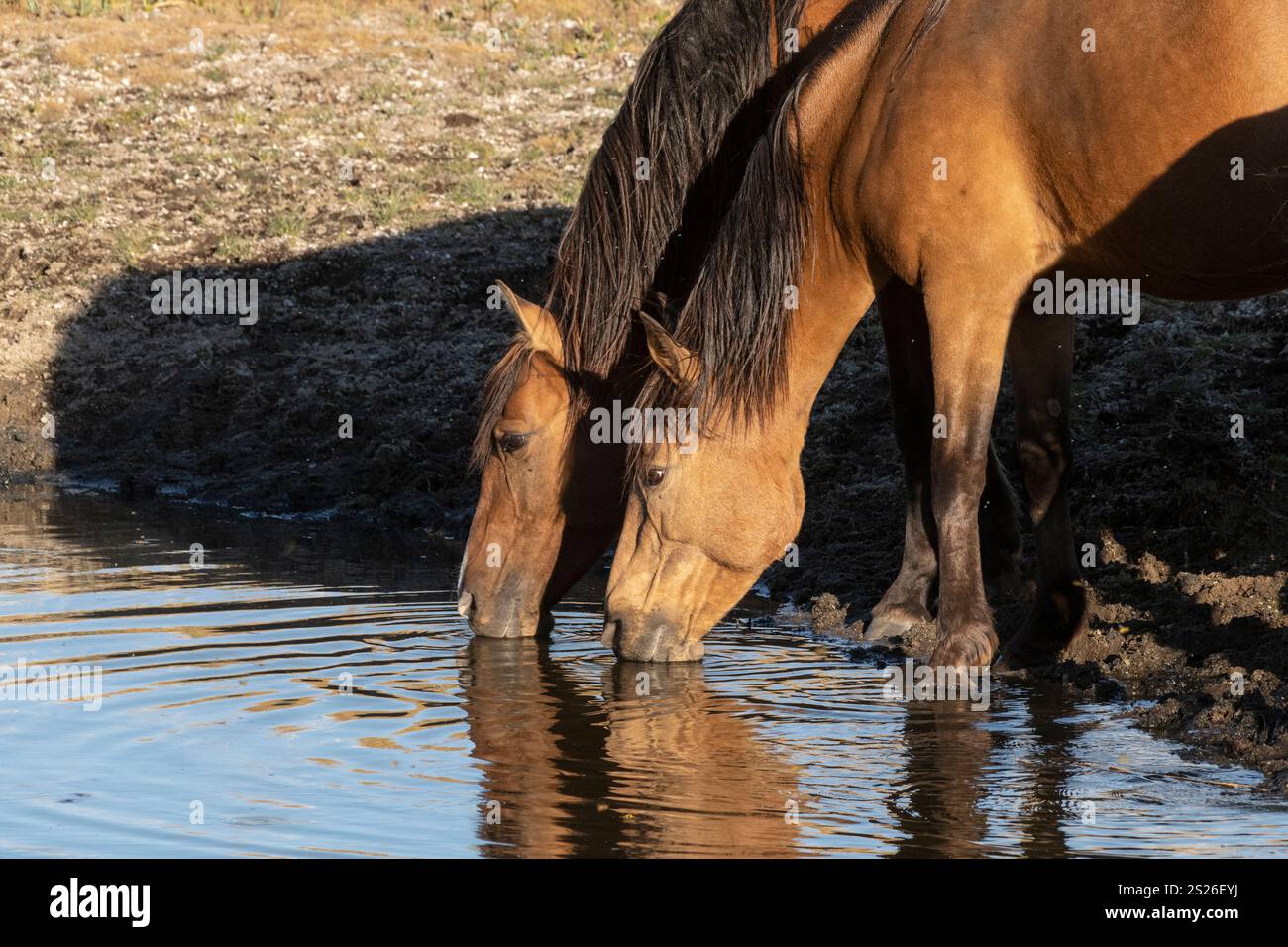 Wild Horse, Mustangs, American West, Kalifornien Stockfoto