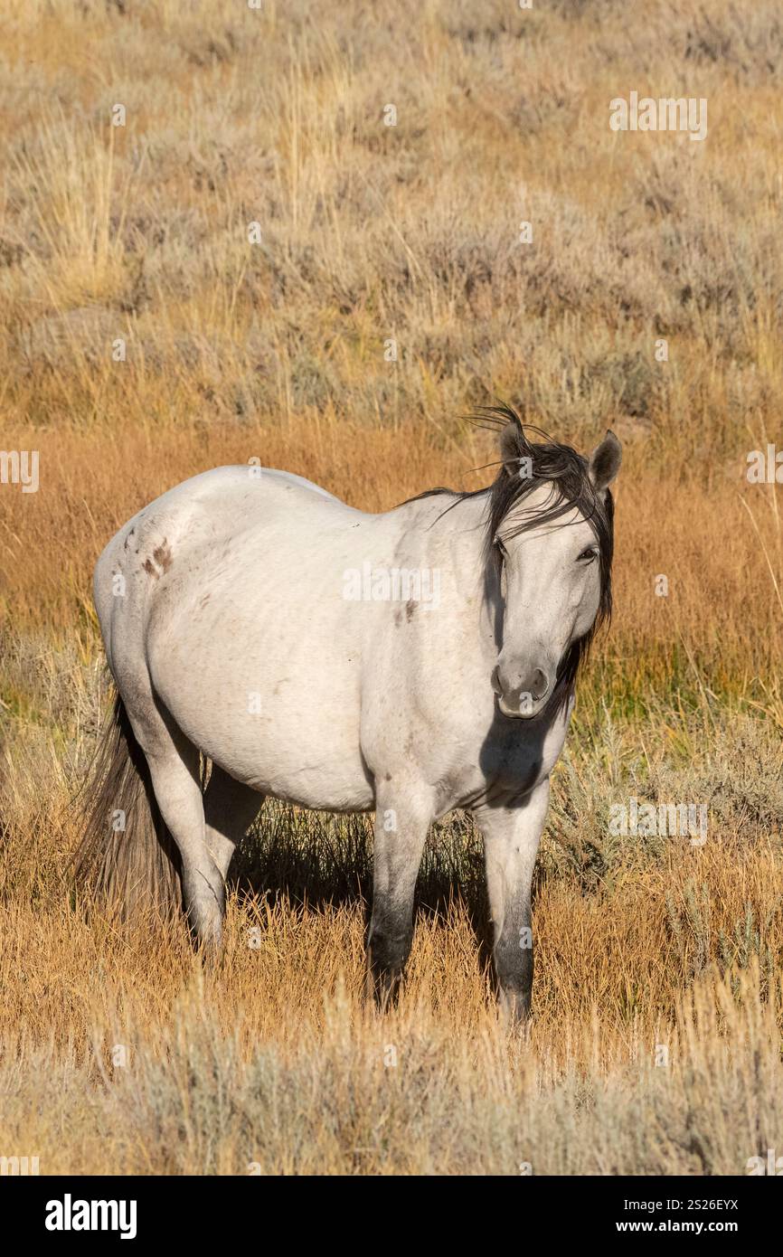 Wild Horse, Mustangs, American West, Kalifornien Stockfoto