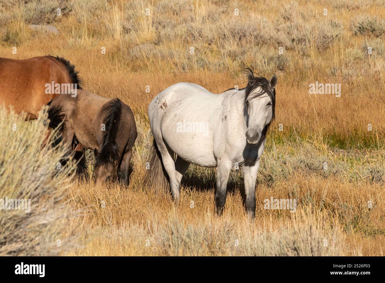 Wild Horse, Mustangs, American West, Kalifornien Stockfoto