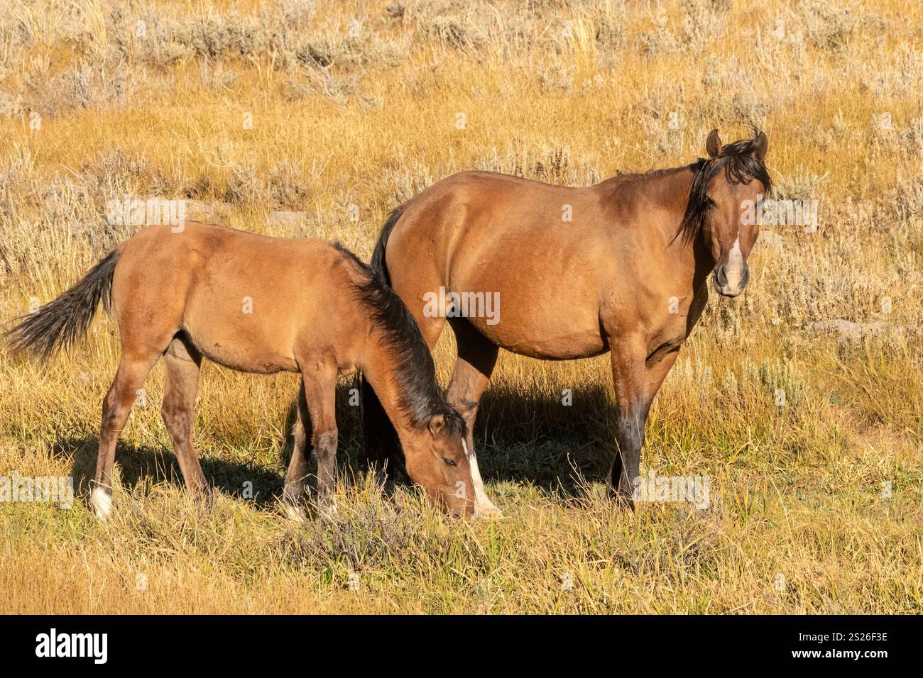 Wild Horse, Mustangs, American West, Kalifornien Stockfoto