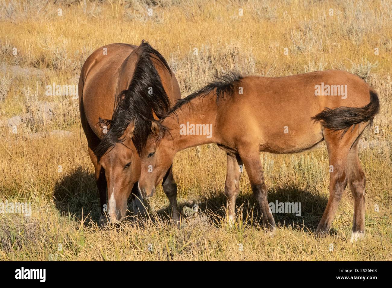 Wild Horse, Mustangs, American West, Kalifornien Stockfoto