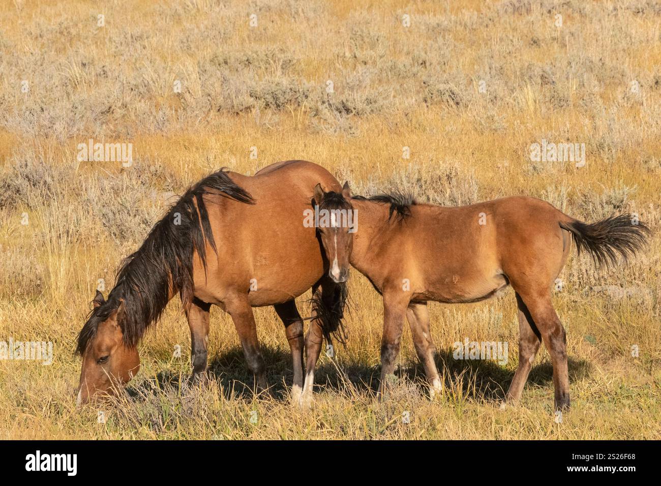 Wild Horse, Mustangs, American West, Kalifornien Stockfoto