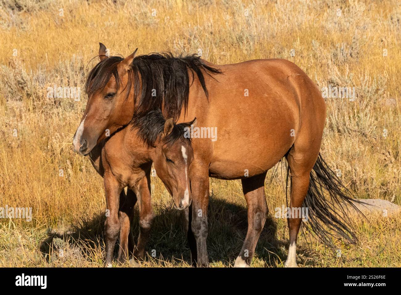 Wild Horse, Mustangs, American West, Kalifornien Stockfoto