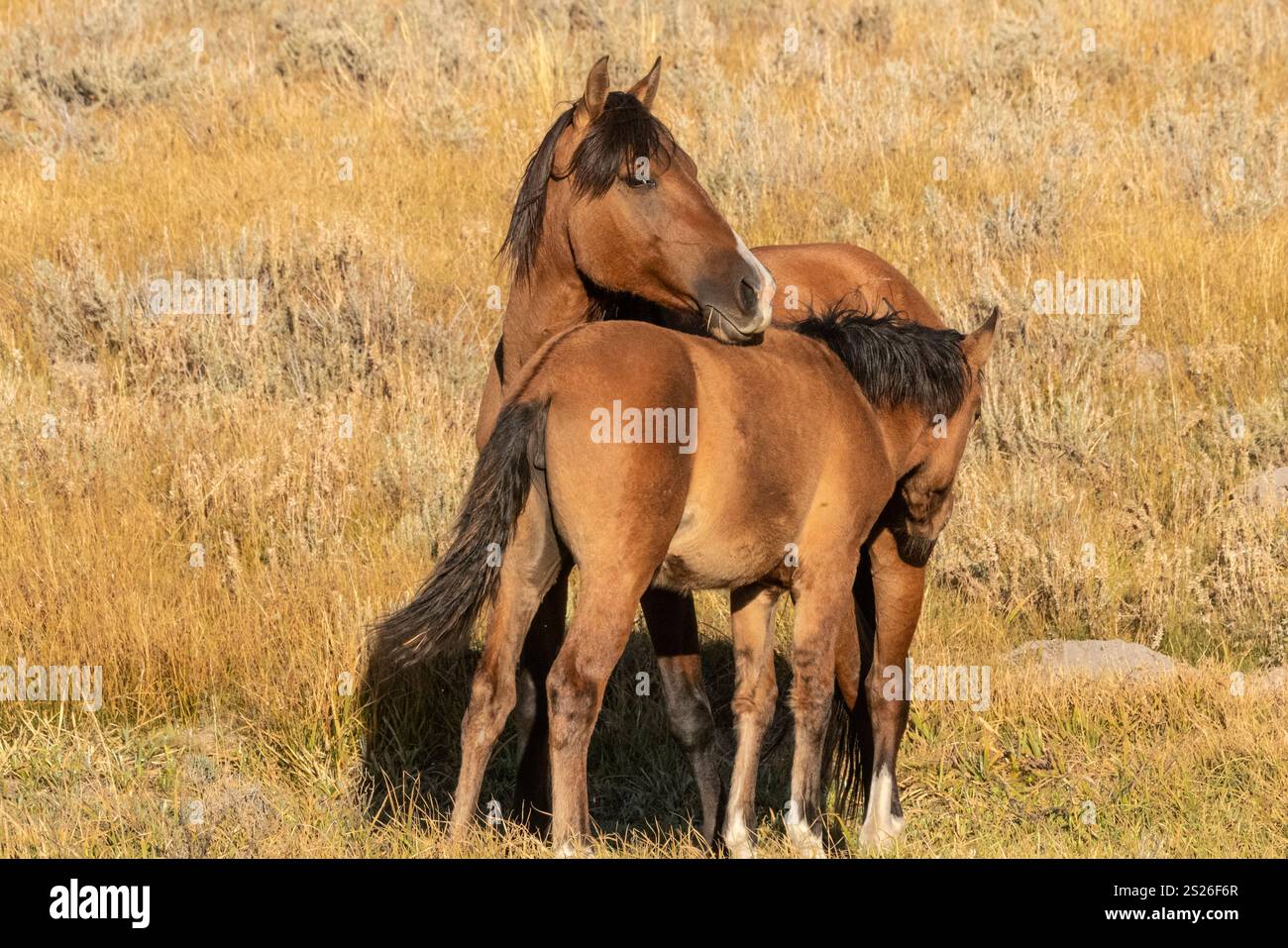 Wild Horse, Mustangs, American West, Kalifornien Stockfoto
