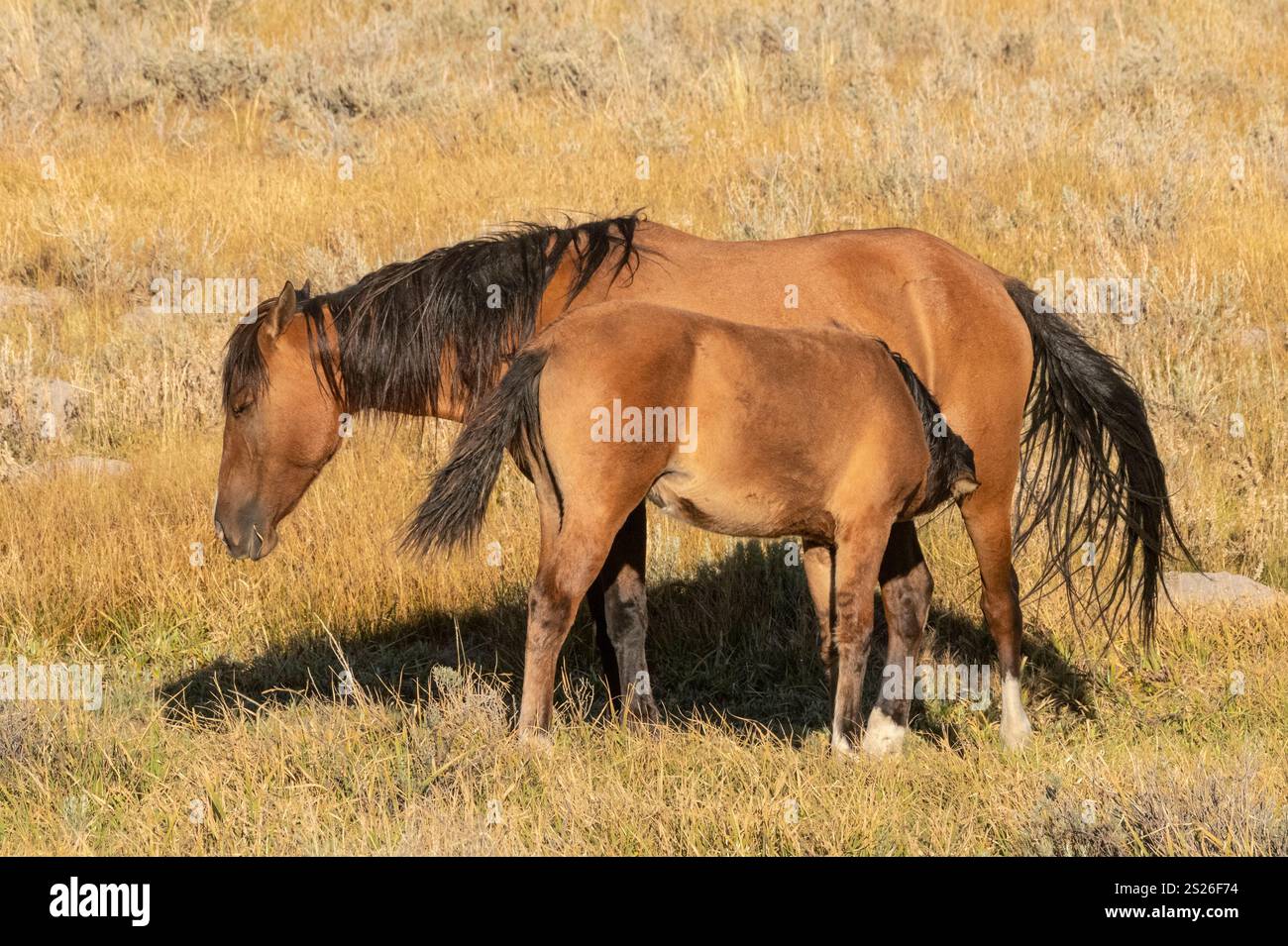 Wild Horse, Mustangs, American West, Kalifornien Stockfoto